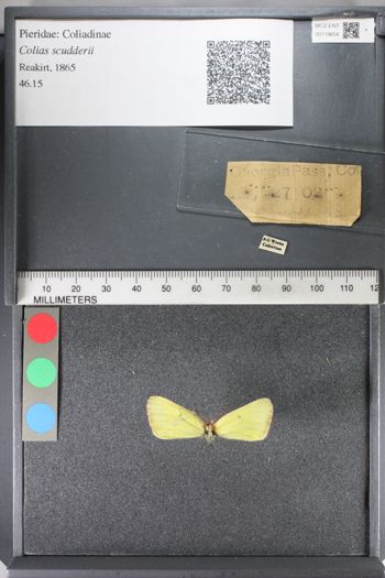 Media type: image;   Entomology 119654